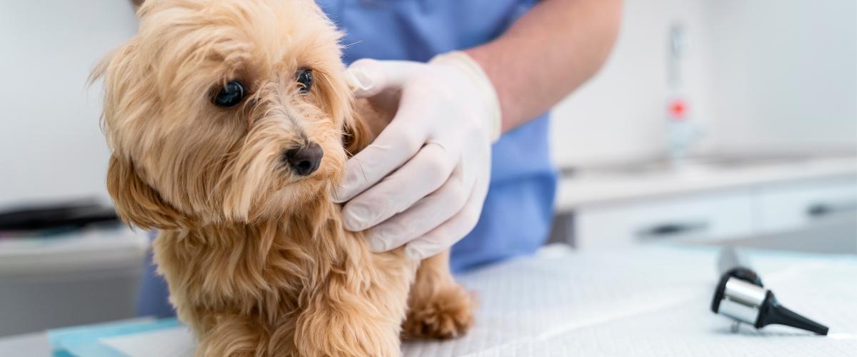 Pet Care in Houston