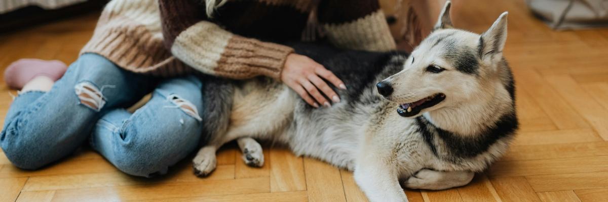 What to Expect When Using Overnight Pet Sitting